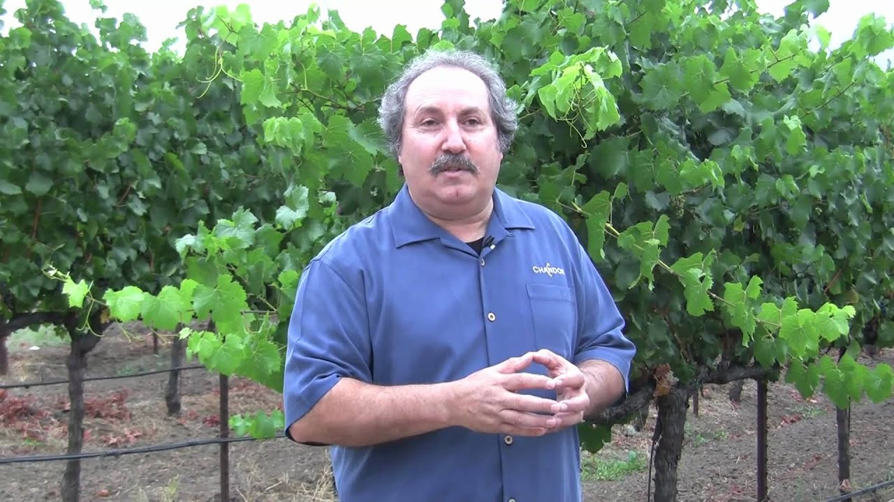 Harvest at Domaine Chandon - Alliance Beverage