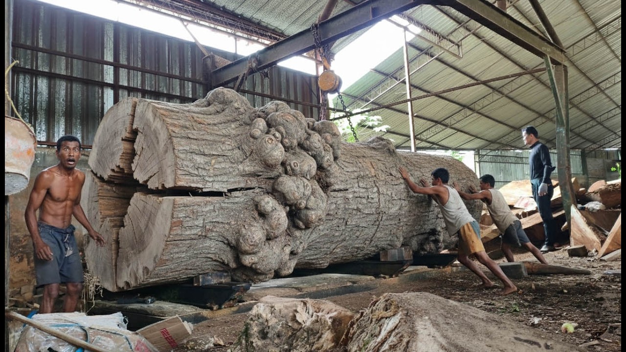 RARE FIND‼️a beautiful 15 foot big long trembesi wood at the sawmill