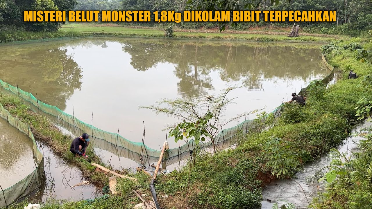 MISTERI BELUT MONSTER 1,8KG DI KOLAM IKAN BIBIT TERPECAHKAN