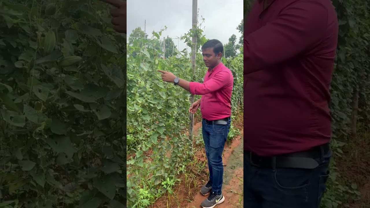 How to cultivate Parwal? Plant it once and earn for 5 years.