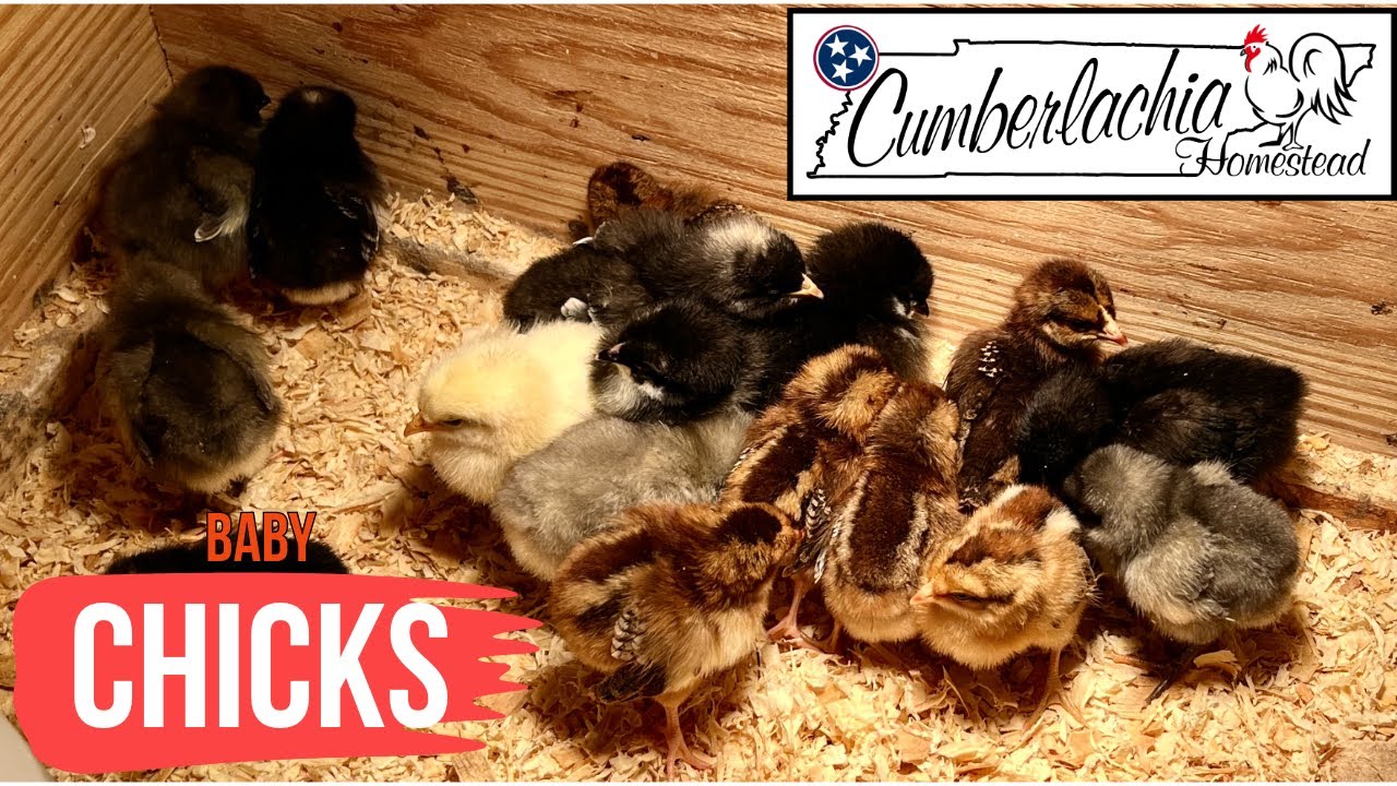 Meet Our Baby Chicks