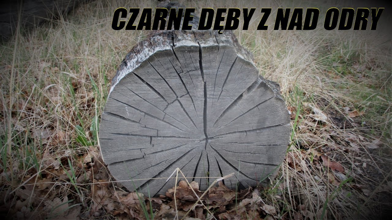 CZARNE DĘBY Z NAD ODRY (Kwiecień 2022)