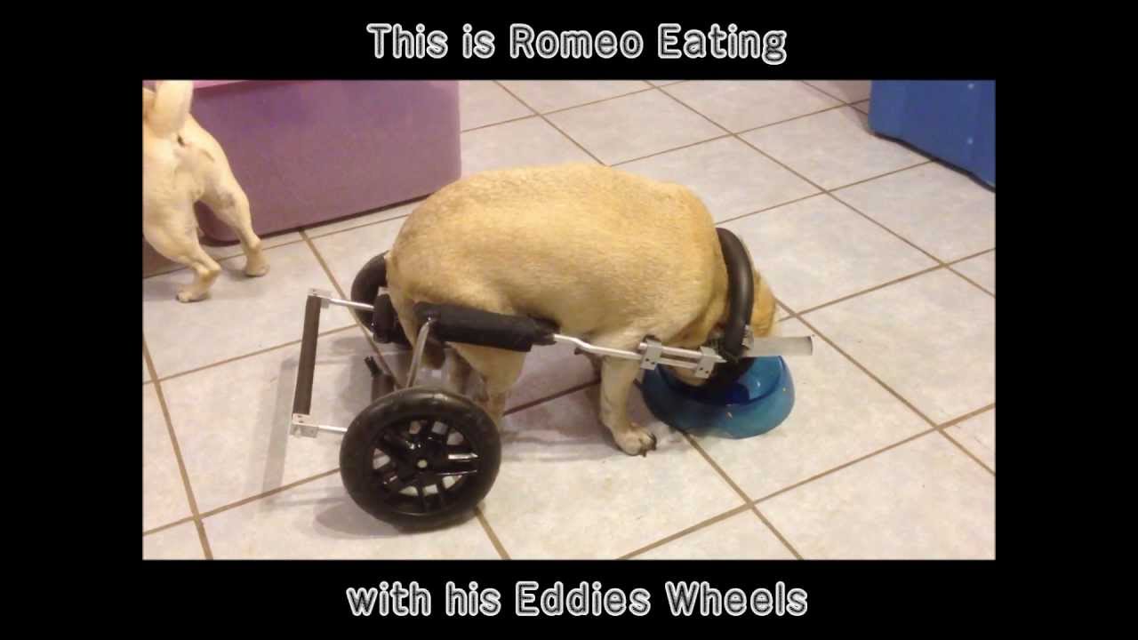 Romeo the Pug in his Wheelchair from Eddie's Wheels