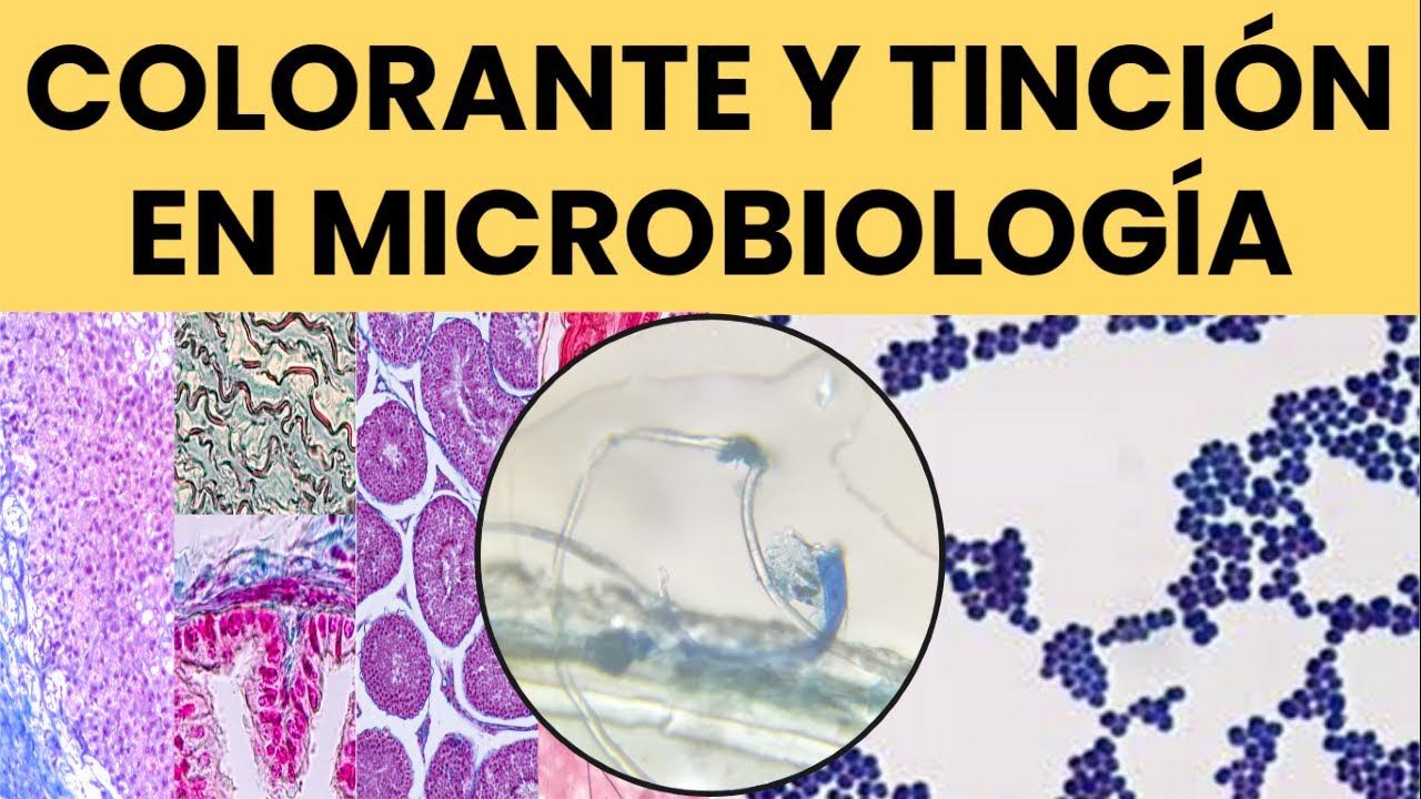 Colorantes en Microbiolog&iacute;a: Uso y Aplicaciones Pr&aacute;cticas