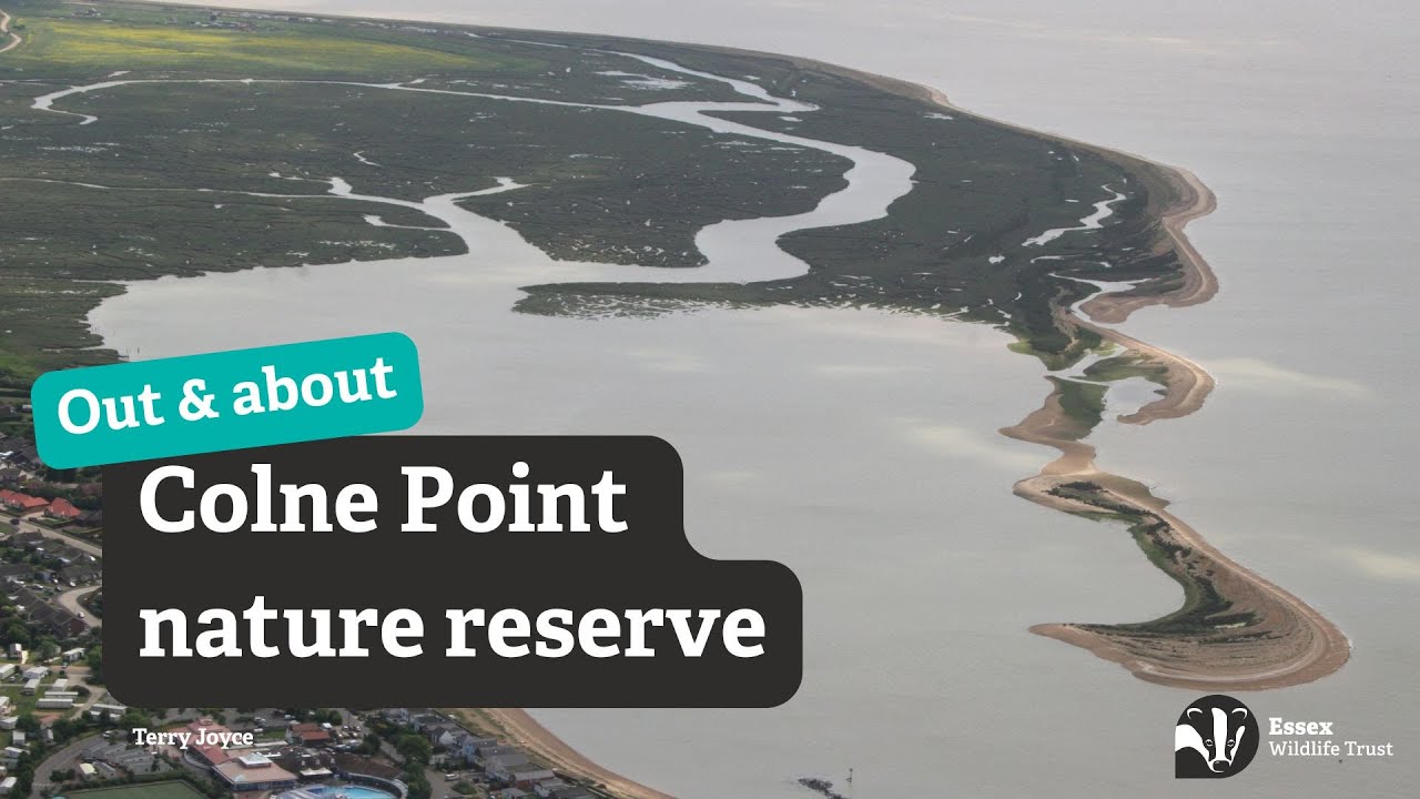 Protecting beach-nesting birds at Colne Point nature reserve