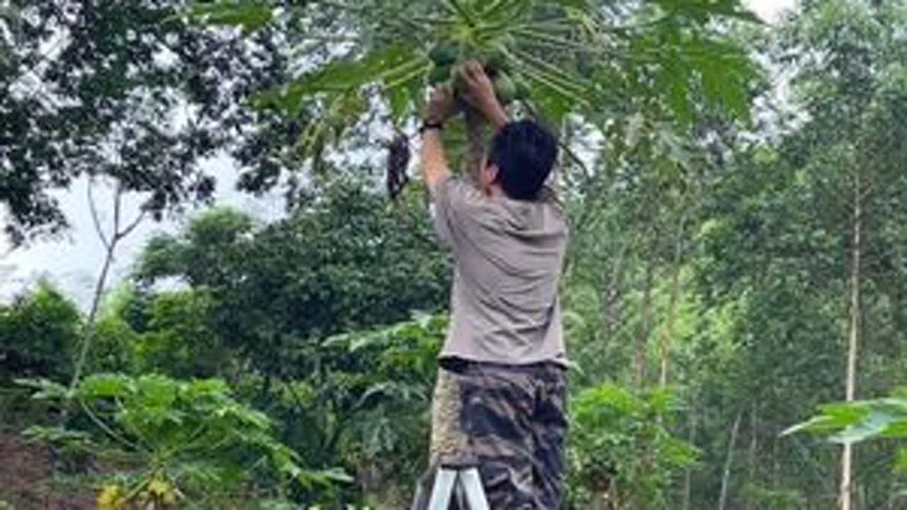 一个人还是忙不过来，木瓜和柠檬都都熟了，先给大家打包发货 #农村 #木瓜 #柠檬 #返乡创业 #我的乡村生活