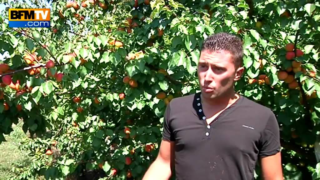 Série gastronomique : l'abricot, fruit star de l'été