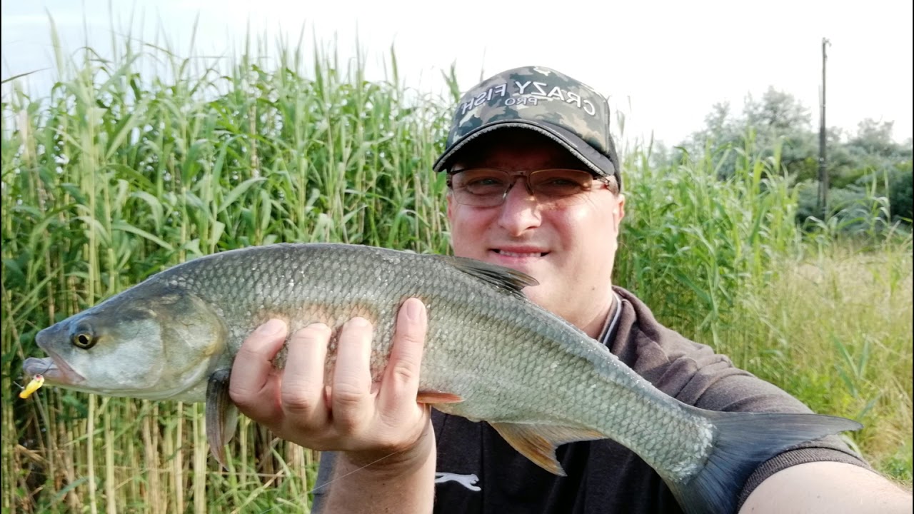 Asp and chub on Crazy Fish spoons on UL tackle