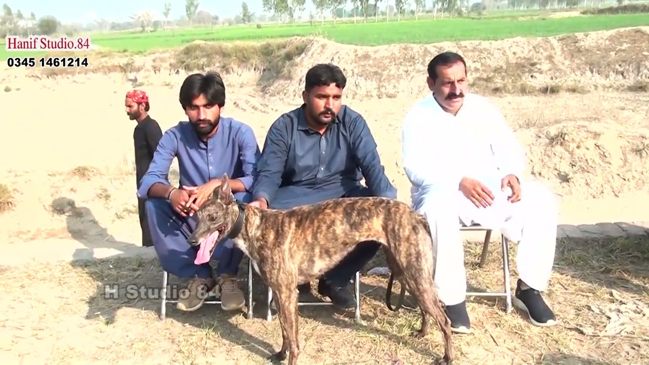 Coursing Race round Final coursing club Phalia 22 Feb 2026