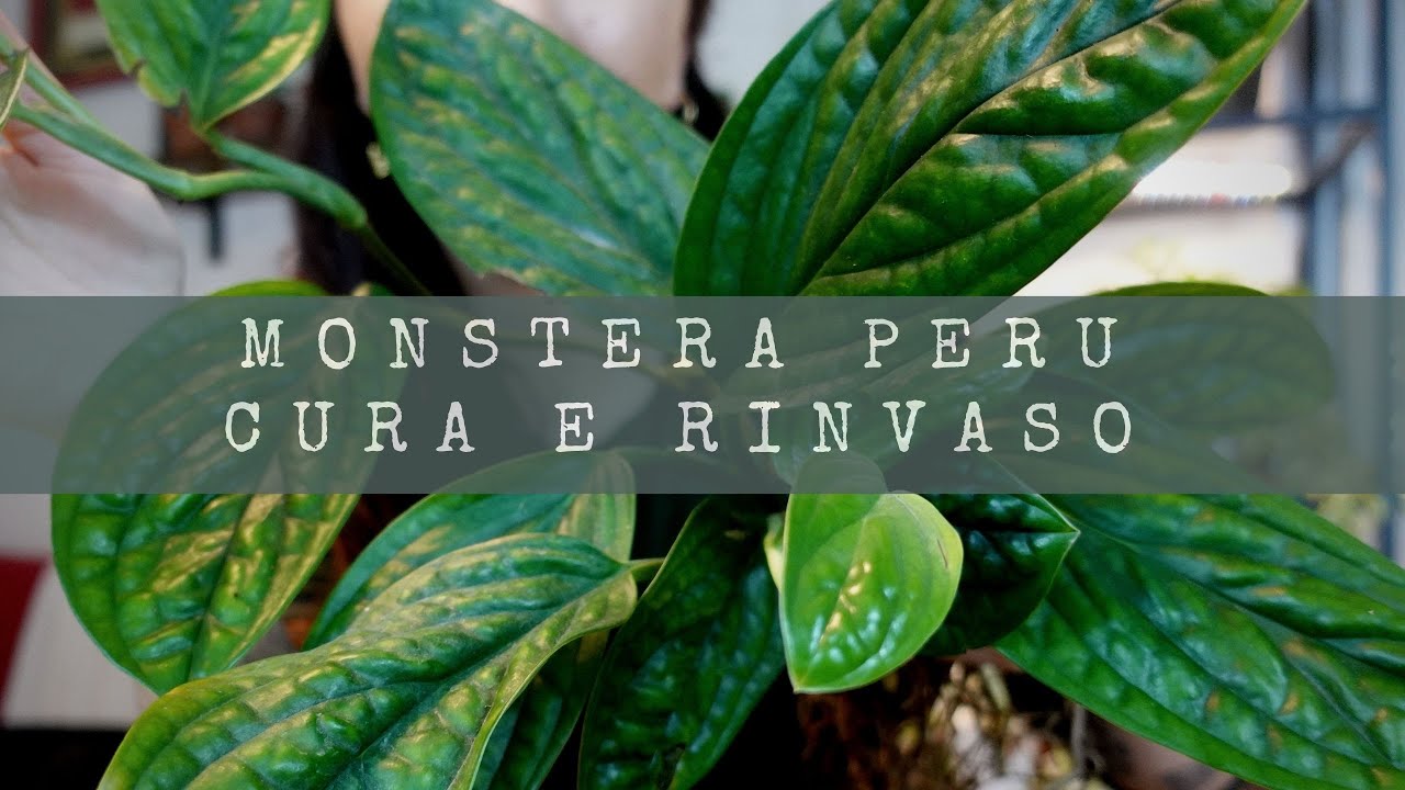 MONSTERA KARSTENIANUM PERU CURA E RINVASO