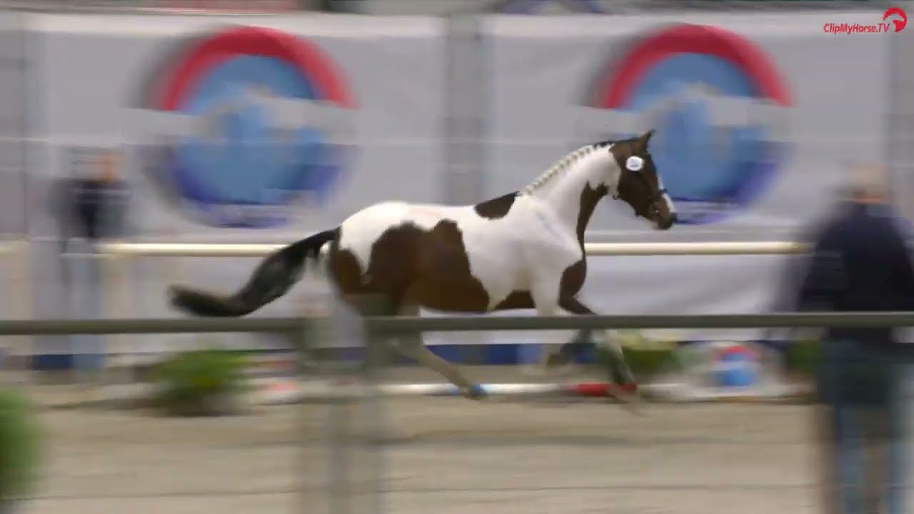CEASAR DODONA ANAMONE (Ceasar Ter Linden x Ultimo) geb. 2021. NRPS goedgekeurd 2024