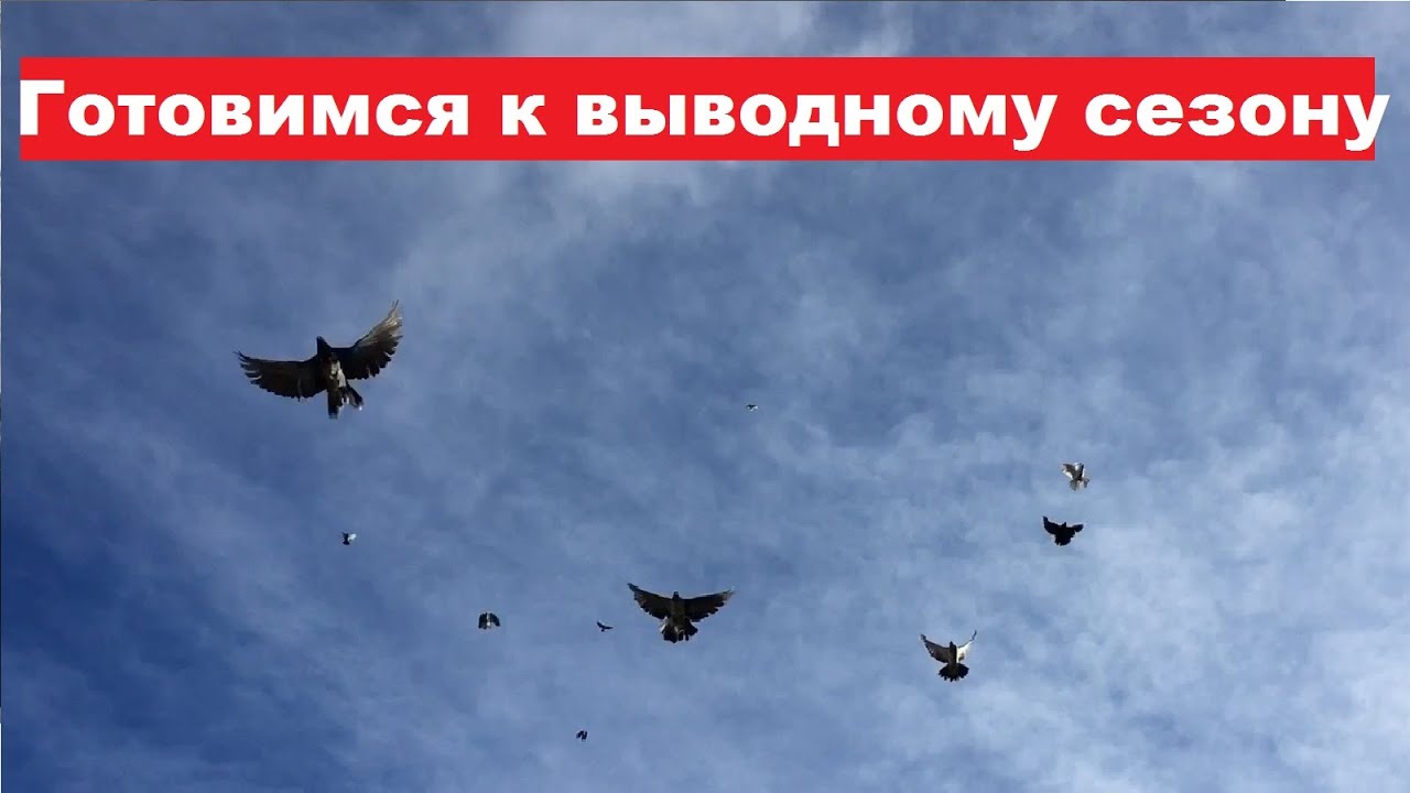 Как подготовить голубей к выводному сезону... Как сделать профилактику...