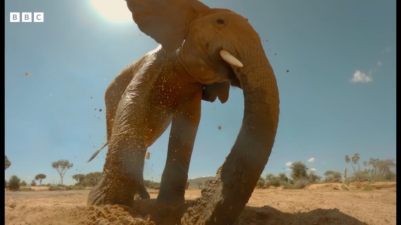 Elephants Dig Wells To Find Water!