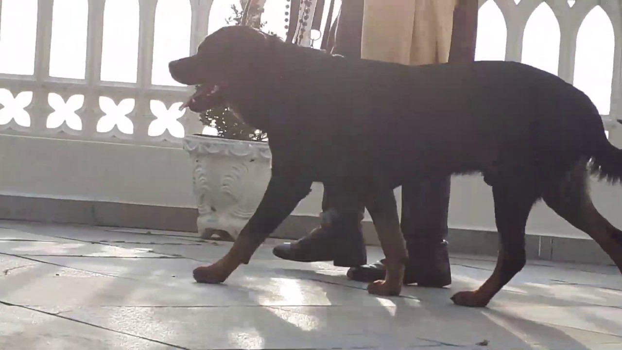 Fiéis como bons filhos... Quem? Os cachorros de Sedes Sapientiæ! – Arautos sem Segredos
