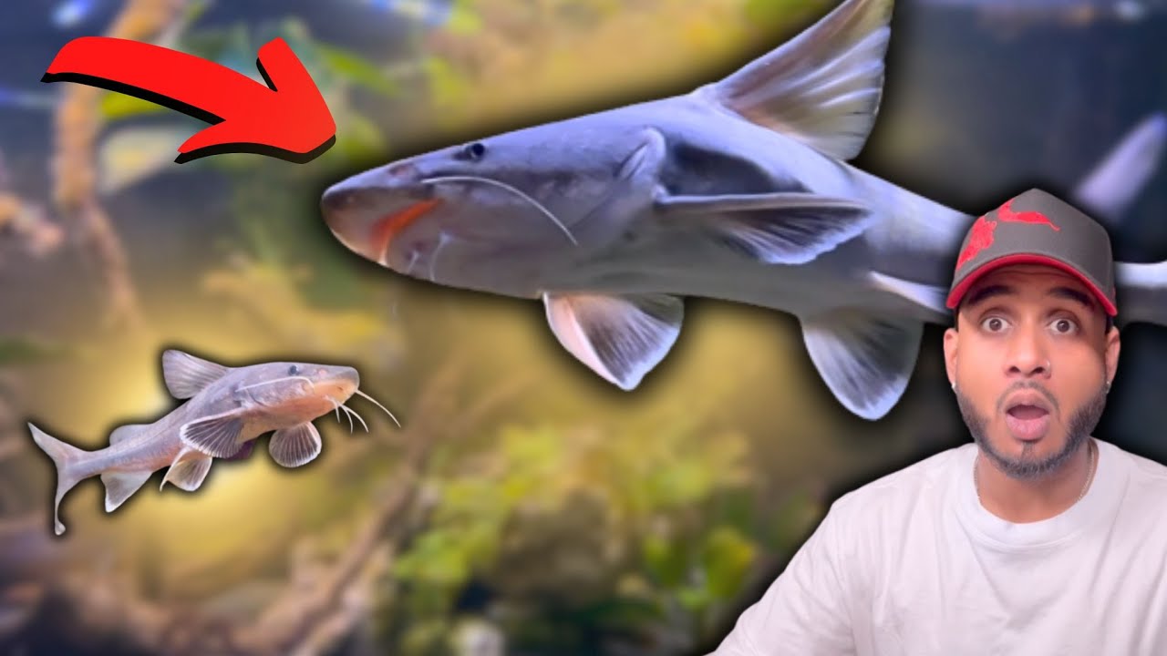 2 Years with a Giant Stormii Catfish - Honest Experience