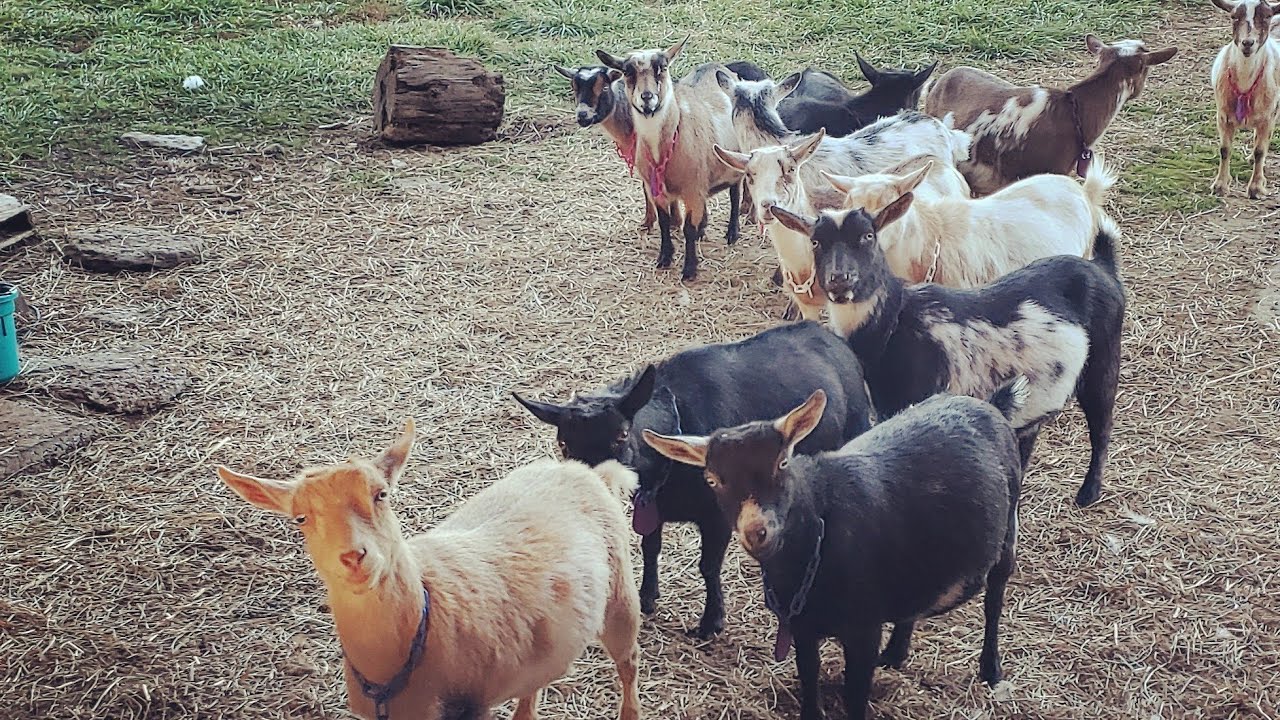 How To Dry Up Your Dairy Goat