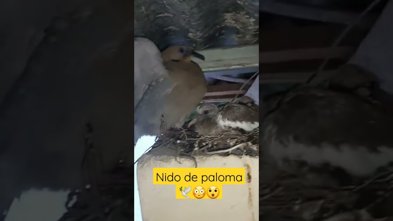 Paloma hizo su nido en el techo de la casa 🍂🍃😲