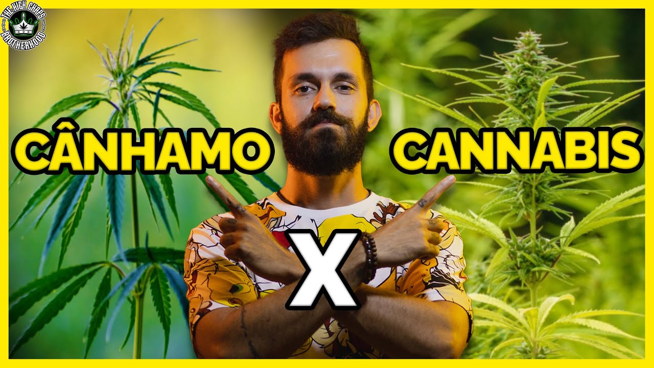 Diferen&ccedil;a Entre C&acirc;nhamo e Cannabis! ENTENDA!