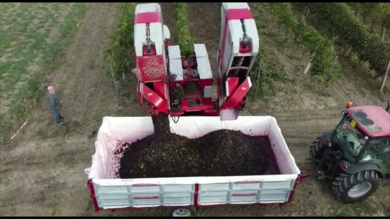 🍇Vendemmia 2022 🍇