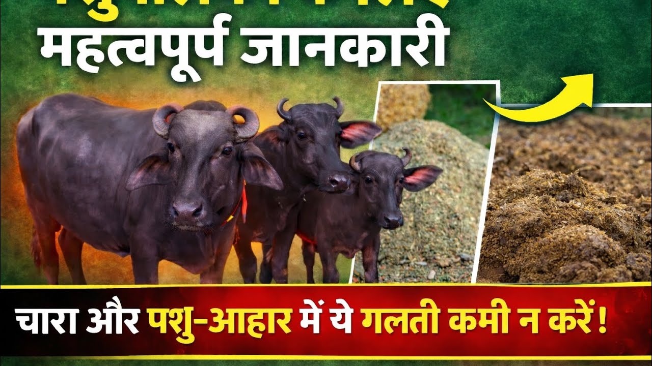 “पशुपालकों के लिए जरूरी जानकारी | सही चारा, पशु-आहार और देखभाल”