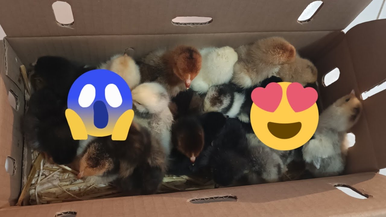 🛑UNBOXING CAJA DE POLLITOS SORPRESA 😱 ésto no se lo esperaban 🤭 la nueva generación llegó!