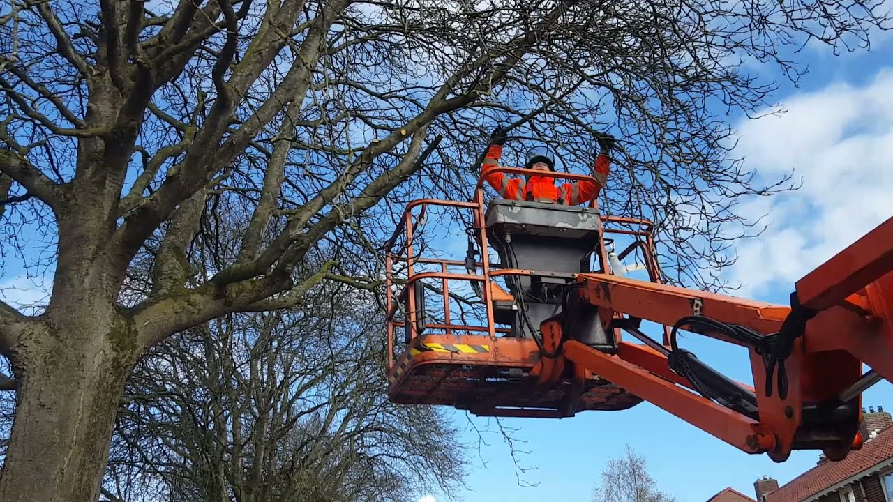 City Tree Workers Over Pruning Trees (Lions Tailing) Trees, Anjalaan, Haren, April 2021