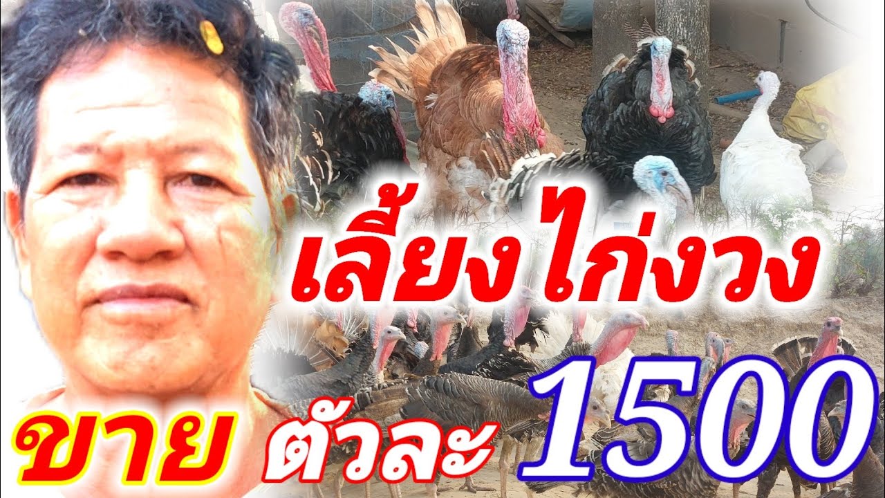เลี้ยงไก่งวงขายตัวละ 1,500 บาทมีเท่าไหร่ไม่พอขายสร้างรายได้หลักหมื่น