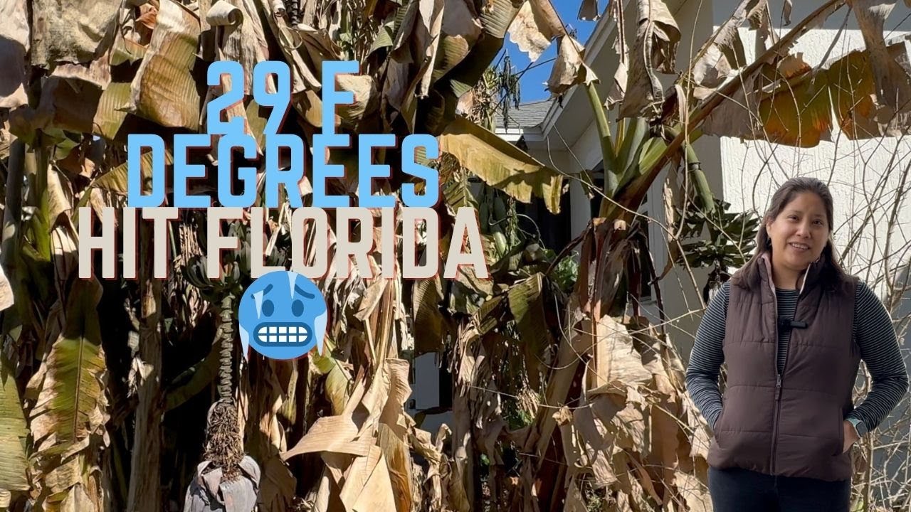 Oh no! Unfortunately we finally hit a strong Frost.#frost #cold #zone9b #dormant
