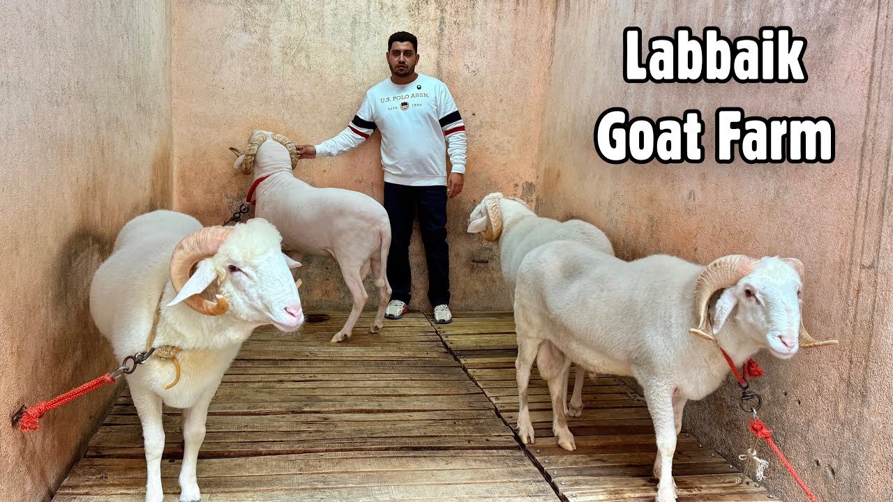 Extraordinary Personal Collection of Mushtaque Handi (Labbaik Goat Farm) Bhiwandi City