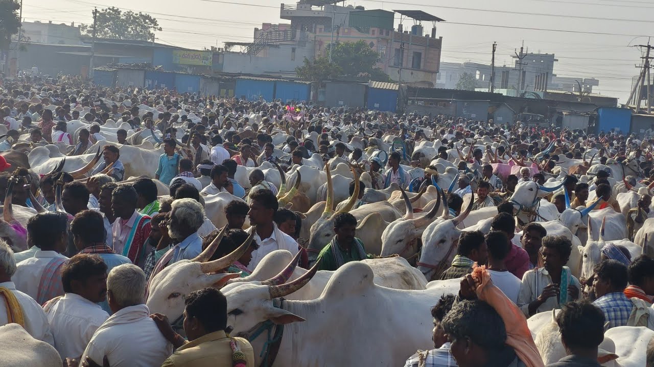 ఏమ్మిగనూరు ఎద్దుల సంతలో ధరలు//Yemmiganur Sunday Bull's Market-letest Oxe's price 2026