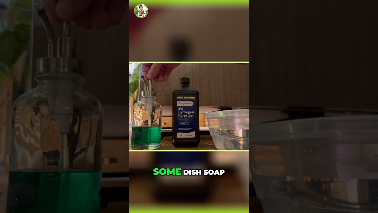 DIY Plant Cleaning: 4 Secret Ingredients!