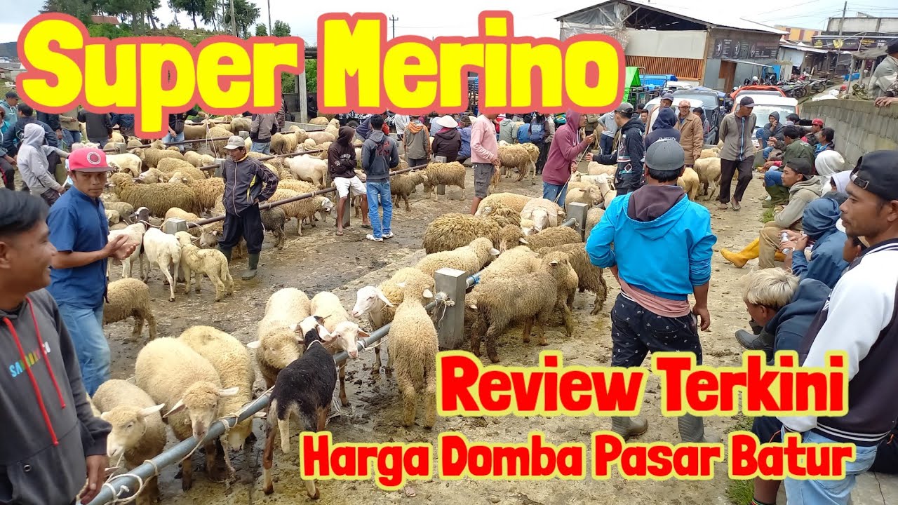 HARGA DOMBA PASAR BATUR TERKINI‼️ADA SPECIAL PEJANTAN JUMBO DARI KANG ISMANTO