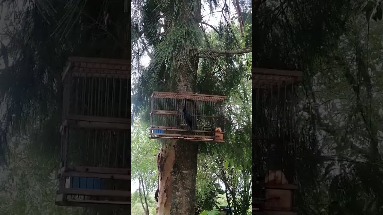 Cardenal Azul ( El 