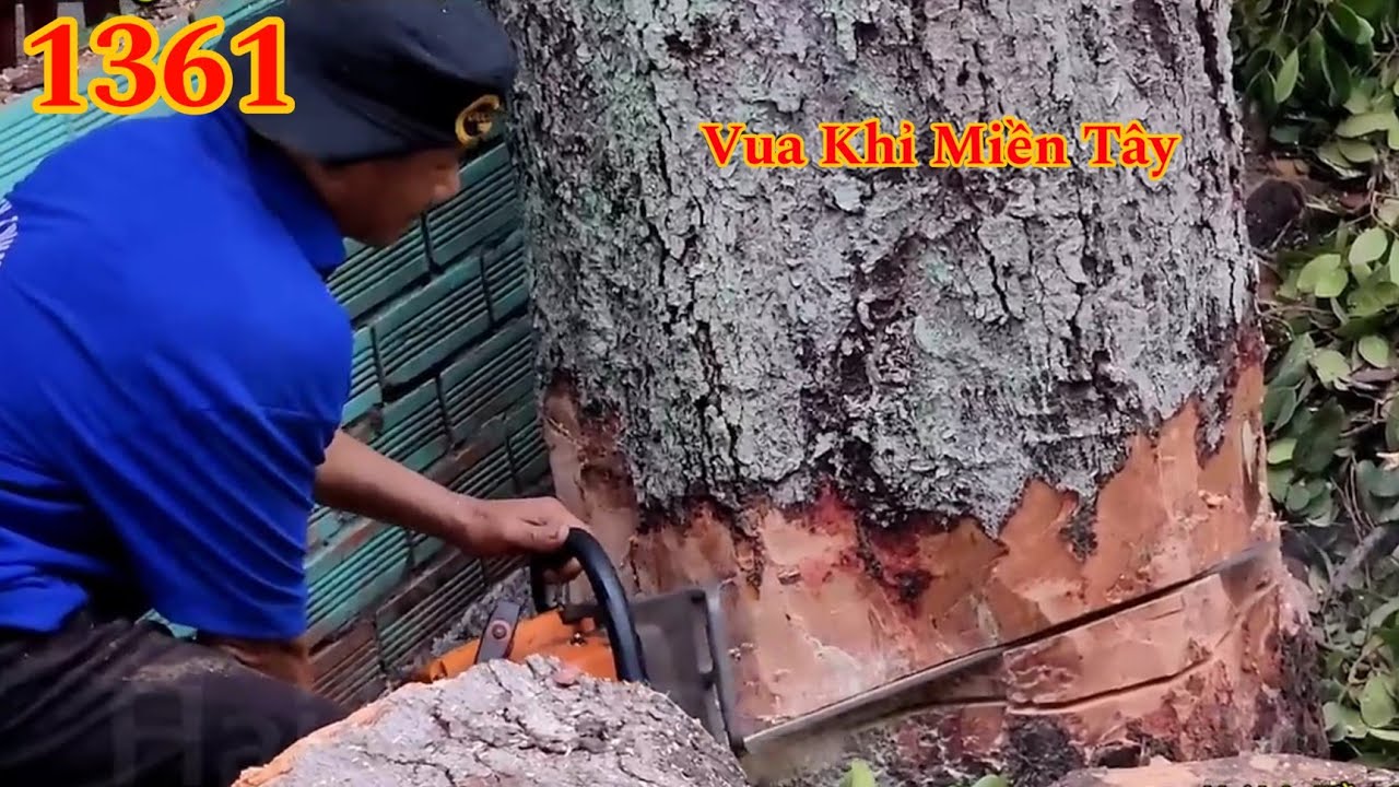 Full : Hơn 30 năm trong nghề . Vua Khỉ Miền Tây mới cưa cây Gõ Mật Cutting tree