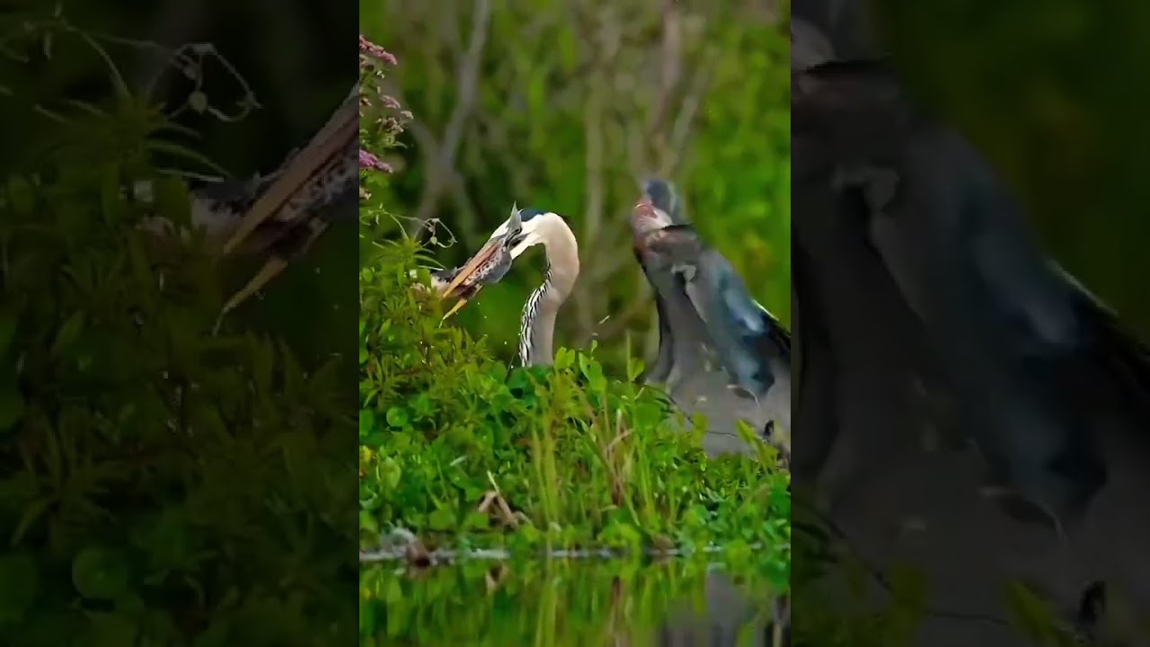 dangerous hunter #birdsinflight #bird #cutebirds