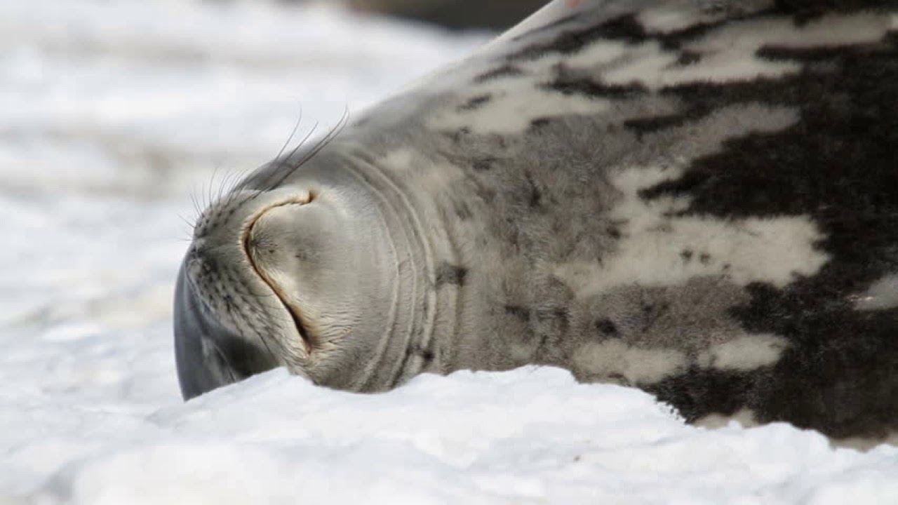 Seal Lullaby Soprano