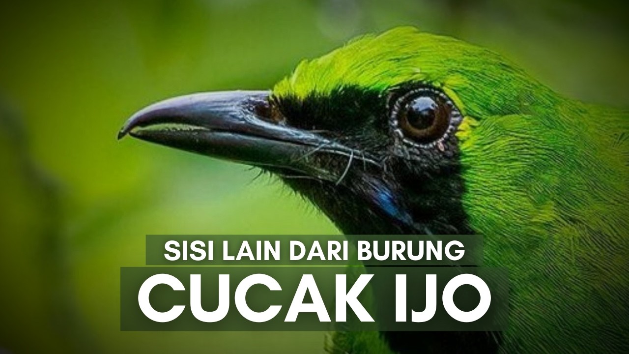 Cucak Ijo: Burung Kicau dari Kanopi yang Mulai Sepi