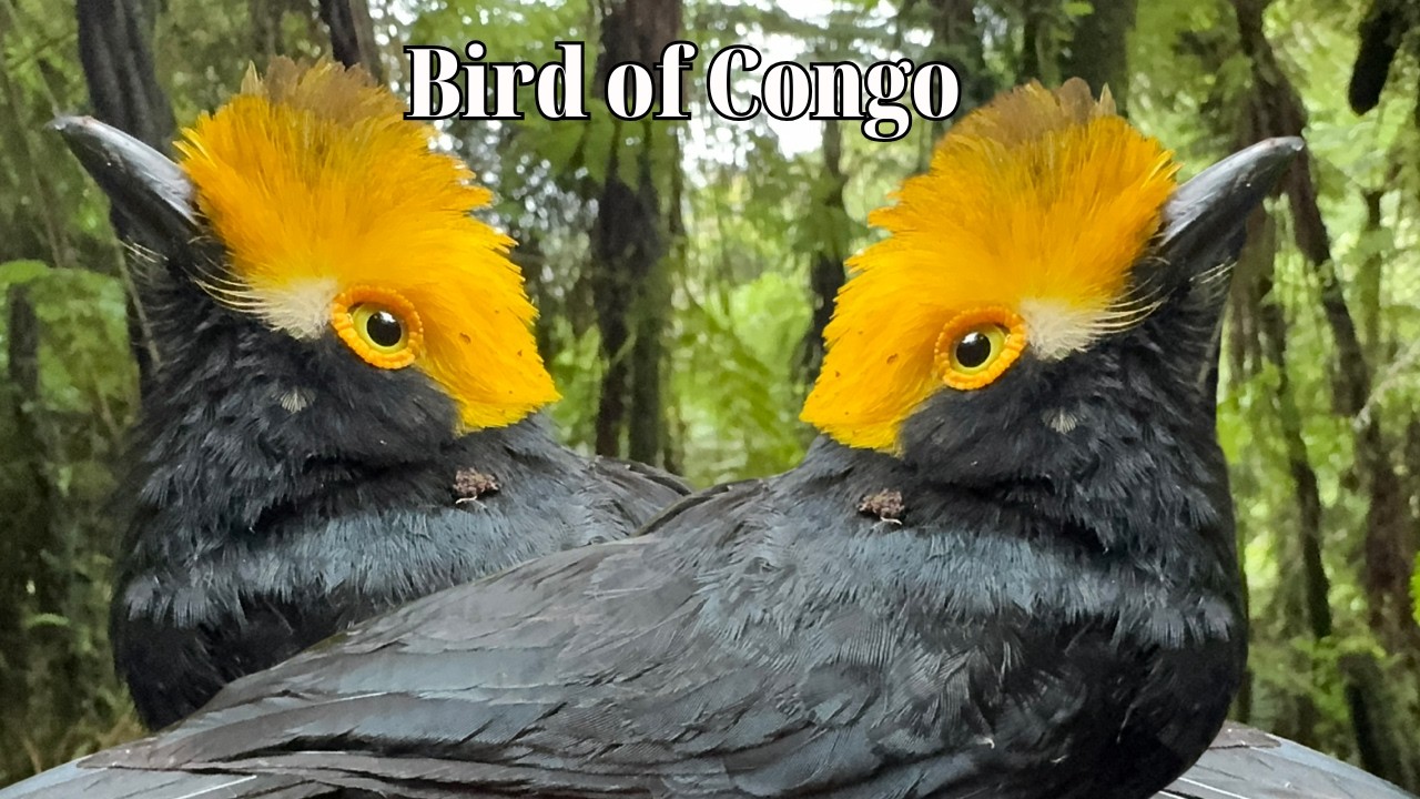 Birds of the Congo &ndash; 15 Rare Species You Won&rsquo;t Find Anywhere Else