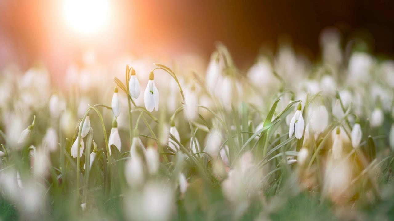 Tony Anderson - Eternal Spring (Unofficial Music Video)