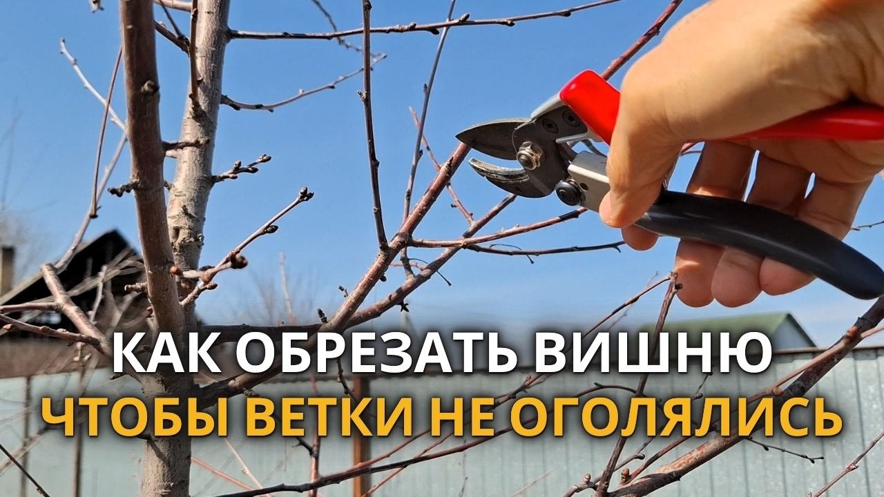 Компактная крона вишни. Веретеновидная формировка