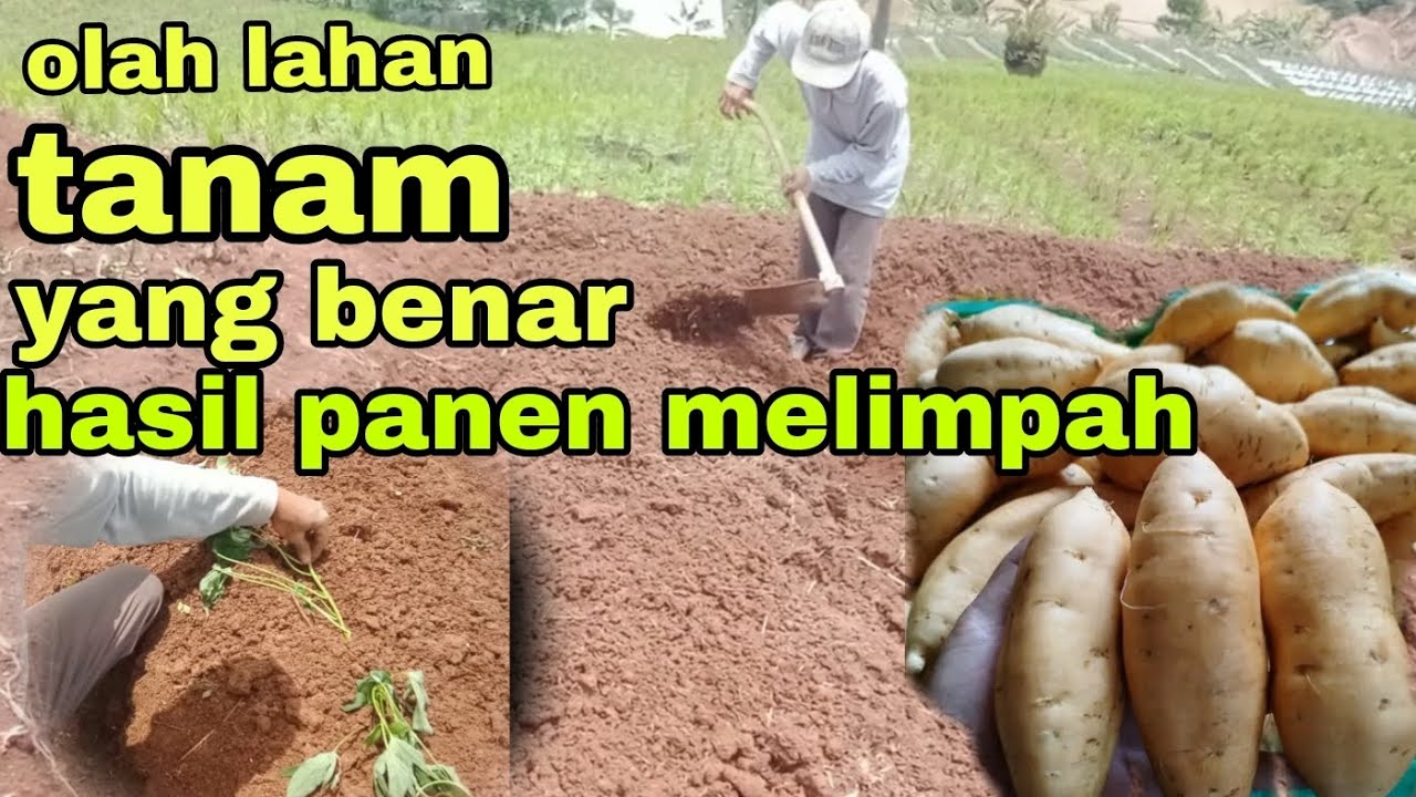 Penanaman ubi jalar agar hasil ubinya besar maksimal @Petanimuda-d8w 
