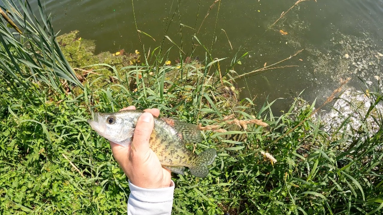 I Tried This $2 Lure and Caught a LIMIT of Crappie