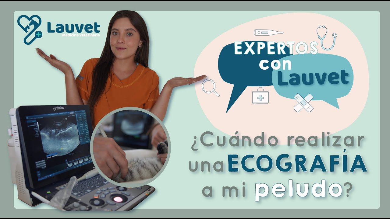 ¿CUÁNDO HACER UNA ECOGRAFÍA EN PERROS Y GATOS? - JULIO CÉSAR PARRA | EXPERTOS CON LAUVET