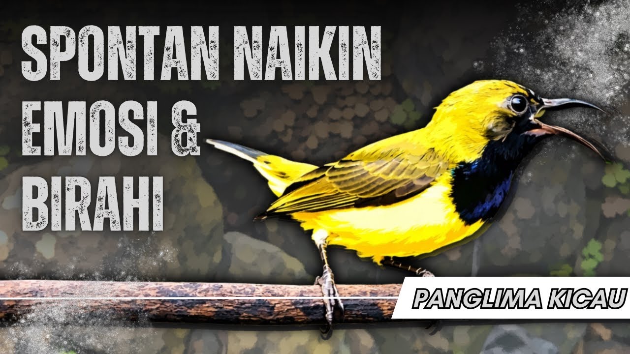 Pancingan Sogon Spontan Naik Emosi! Sekali Putar Langsung Ngleper #pancingansogon #sogongacordor 