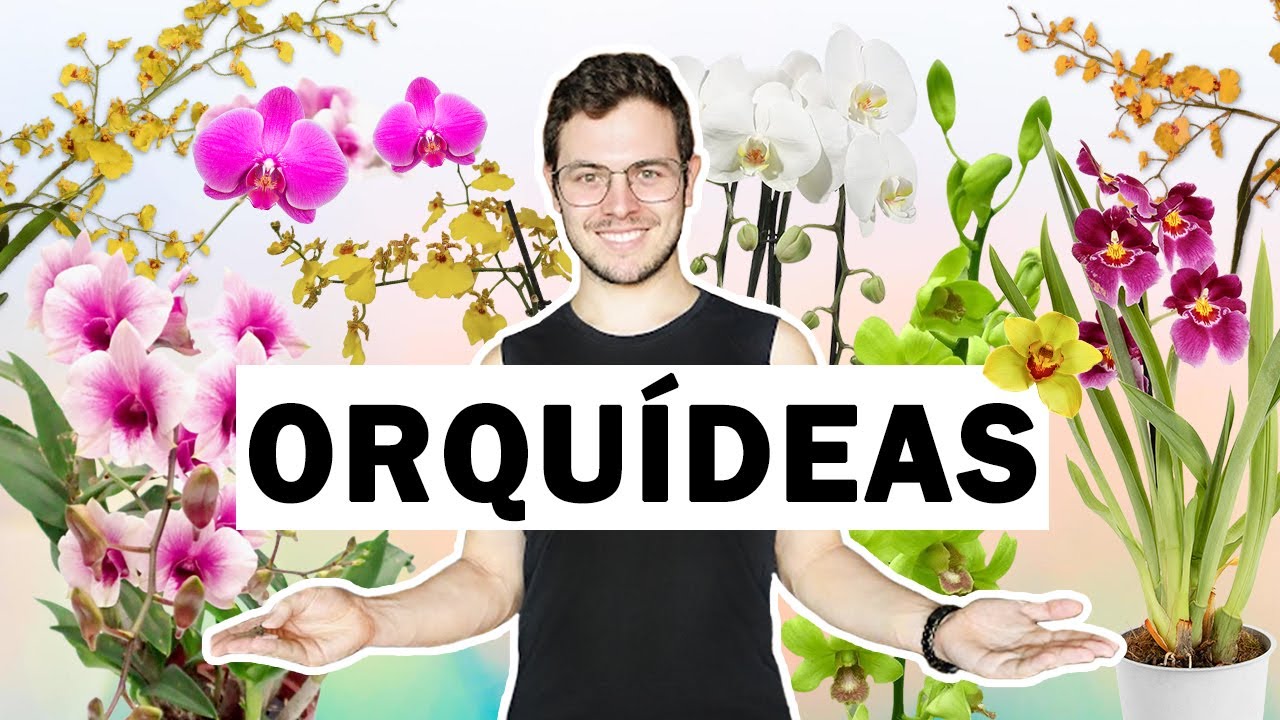 TOP 5 orquídeas con flor