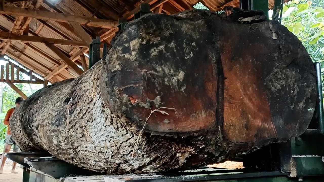 Cut down the biggest trees from the forest and saw them into planks at the Sawmill 