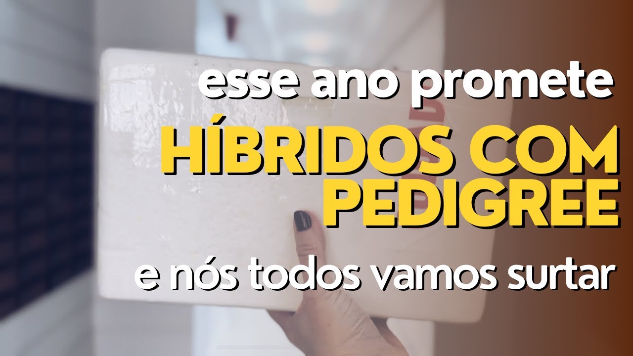 O que são os Anthuriums HÍBRIDOS COM PEDIGREE, novidade que vem chegando no mercado de plantas