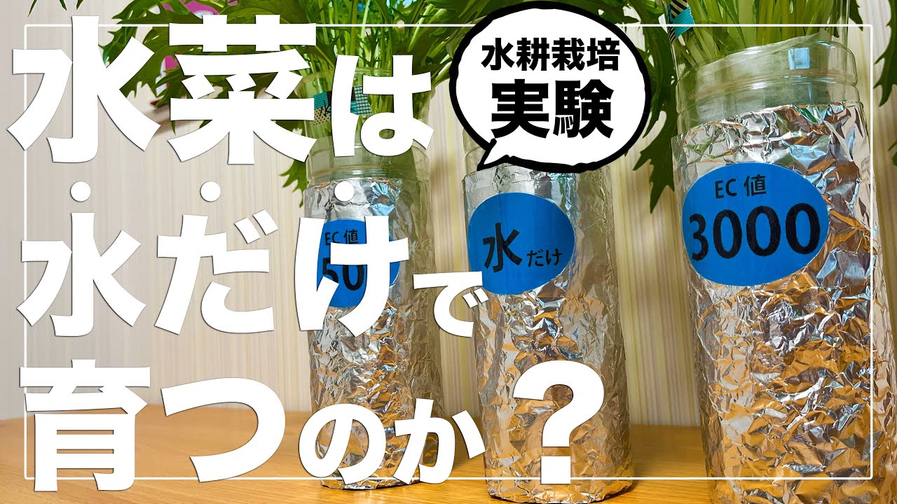 【水菜は無肥料で育つって言うから】ペットボトルで水耕栽培したら驚きの結果になりました｜種まきから収穫まで