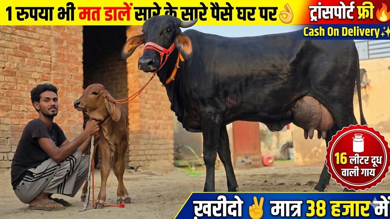 1 रुपया भी मत डालें सारे के सारे पैसे घर पर दे🏠 !! ट्रांसपोर्ट फ़्री🔥16 लीटर दूध वाली गाय ख़रीदो👌Offer