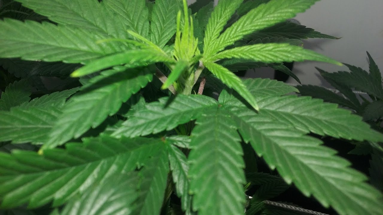 Flower Day 1 - The Flip